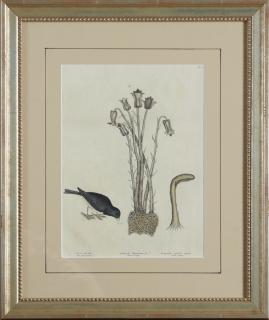 Appraisal: Mark Catesby - The Snow Bird th c hand-colored engraving