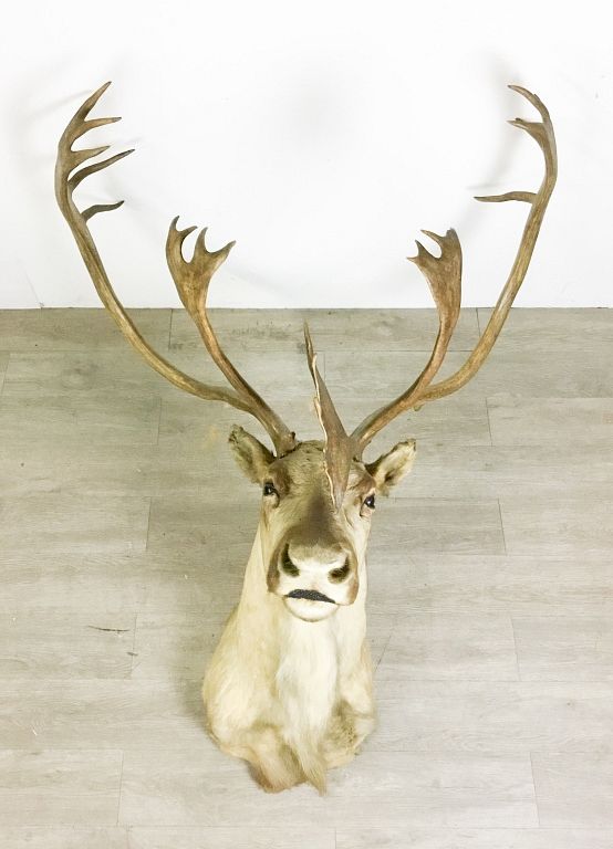 Appraisal: Caribou Taxidermy Caribou taxidermy mounted head - X