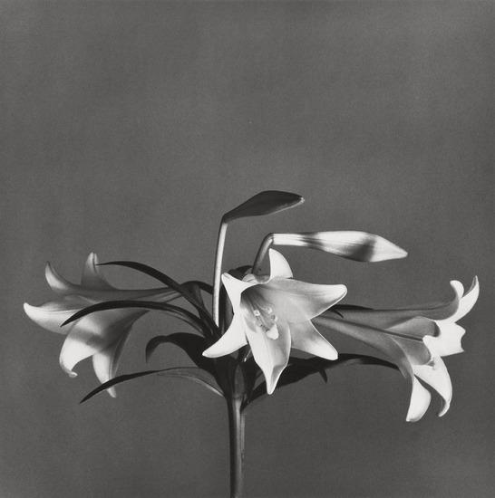 Appraisal: Robert Mapplethorpe - Easter Lilies Gelatin silver print Titled and