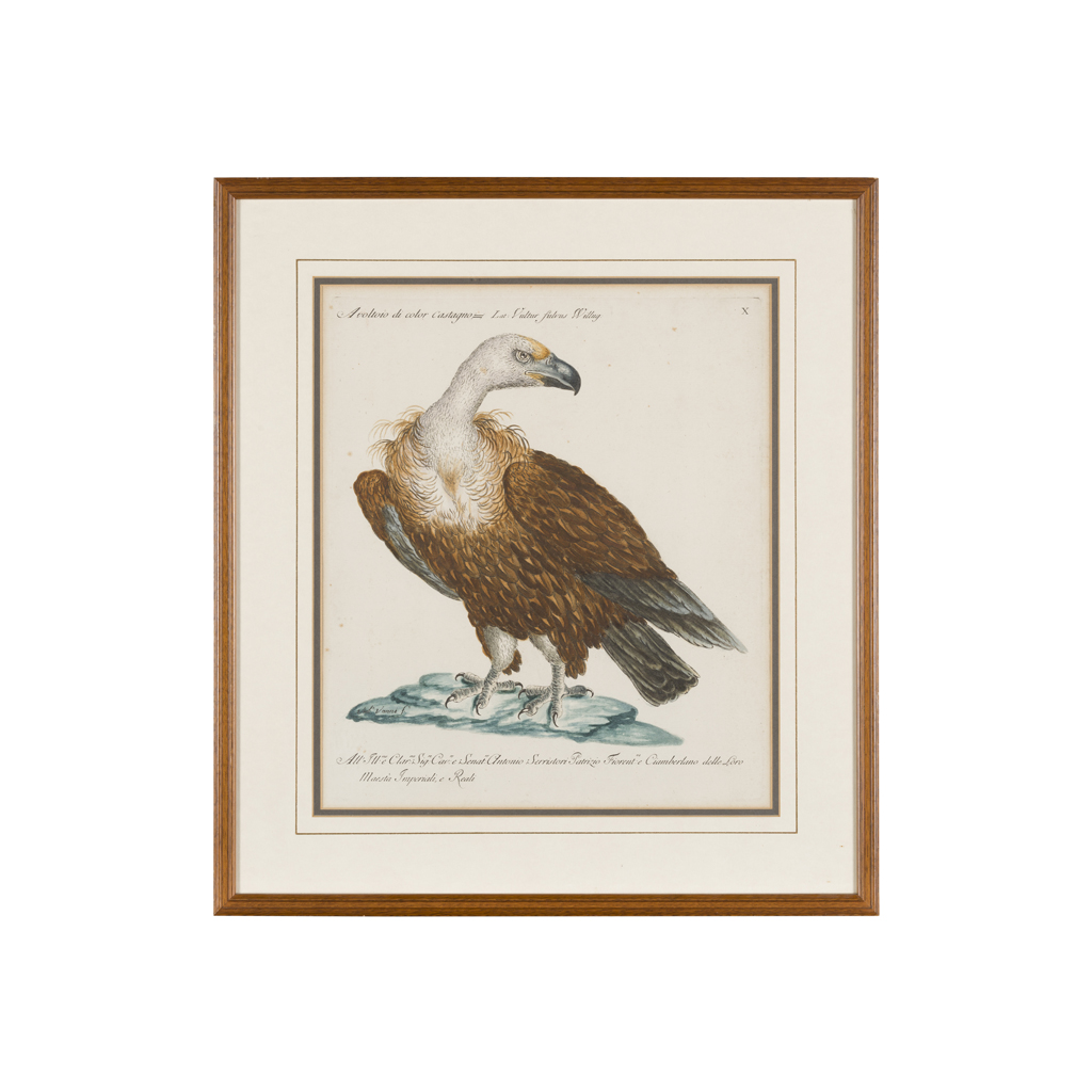 Appraisal: TEN ITALIAN HAND-COLOURED COPPER ENGRAVINGS OF BIRDS BY VIOLANTE VANNI