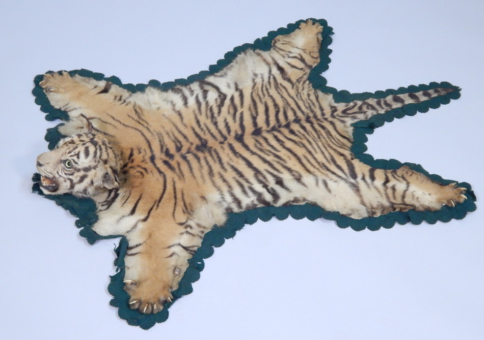 Appraisal: A taxidermied tiger cub skin rug with full head green