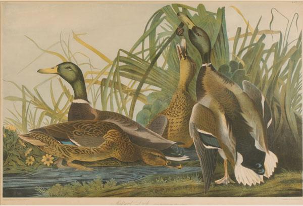 Appraisal: After John James Audubon American - Mallard Ducks chromolithograph by