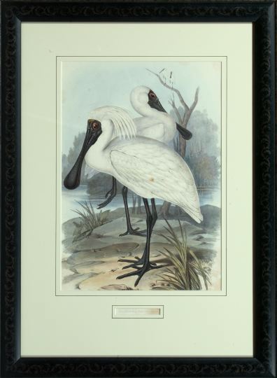 Appraisal: John J Gould British - Platalea Regia original hand-colored lithograph