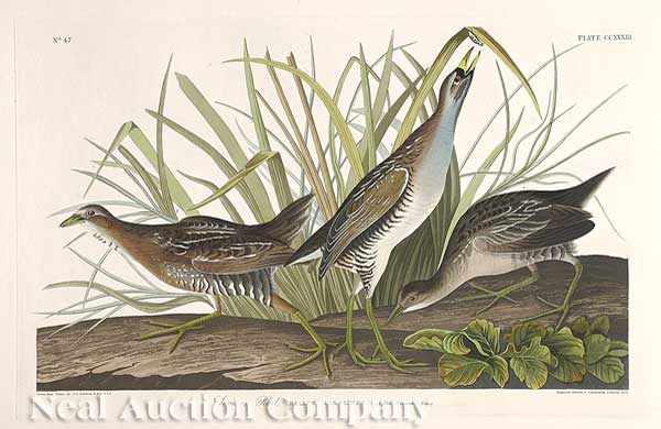 Appraisal: John James Audubon American - Sora or Rail Plate CCXXXIII