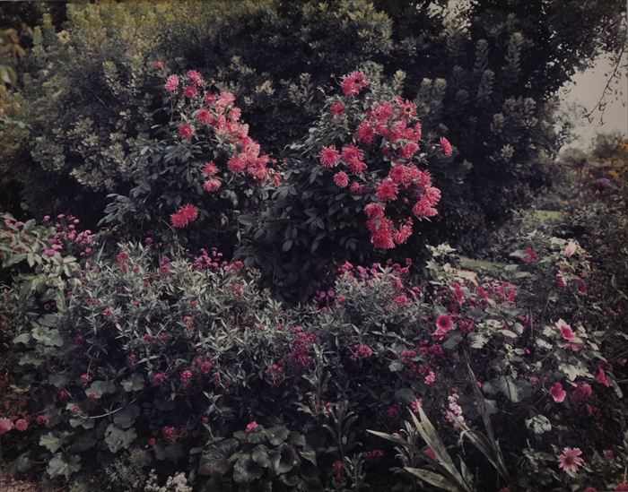 Appraisal: STEPHEN SHORE b GIVERNY PINK DAHLIAS Cibachrome print x in