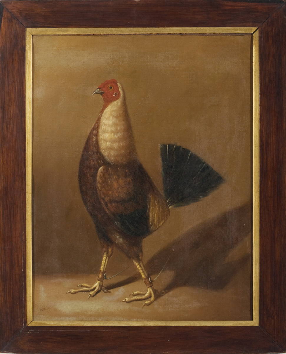 Appraisal: HENRY ALKEN BRITISH - FIGHTING COCK IN A STANCE Oil