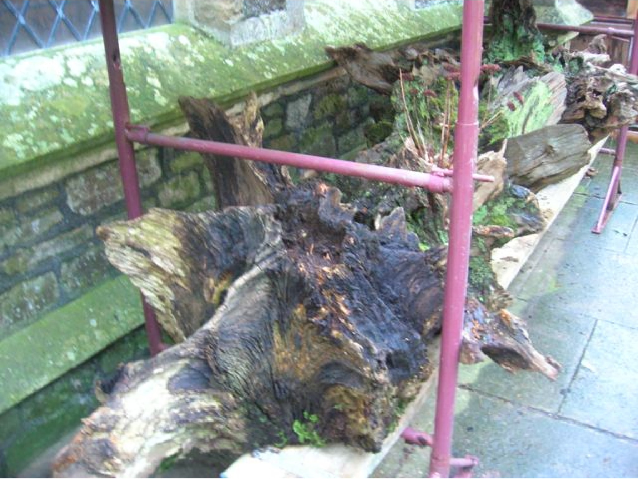 Appraisal: Three tree root stumps probably oak