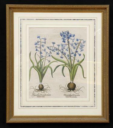 Appraisal: BASILIUS BESLER HYACINTHUS ORIENTALIS Hand-colored engraving x in