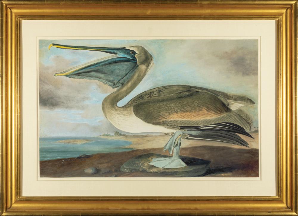 Appraisal: After John James Audubon American - Brown Pelican digital image