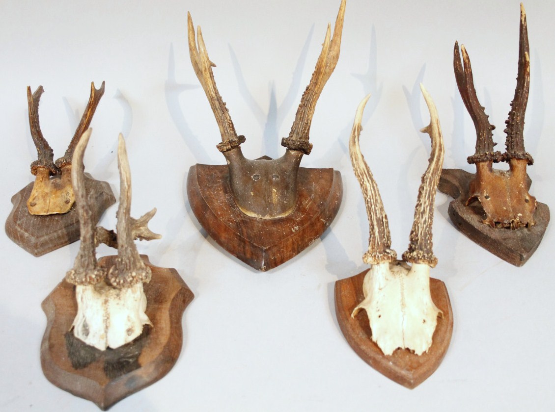 Appraisal: A quantity of various antlers to include a point example