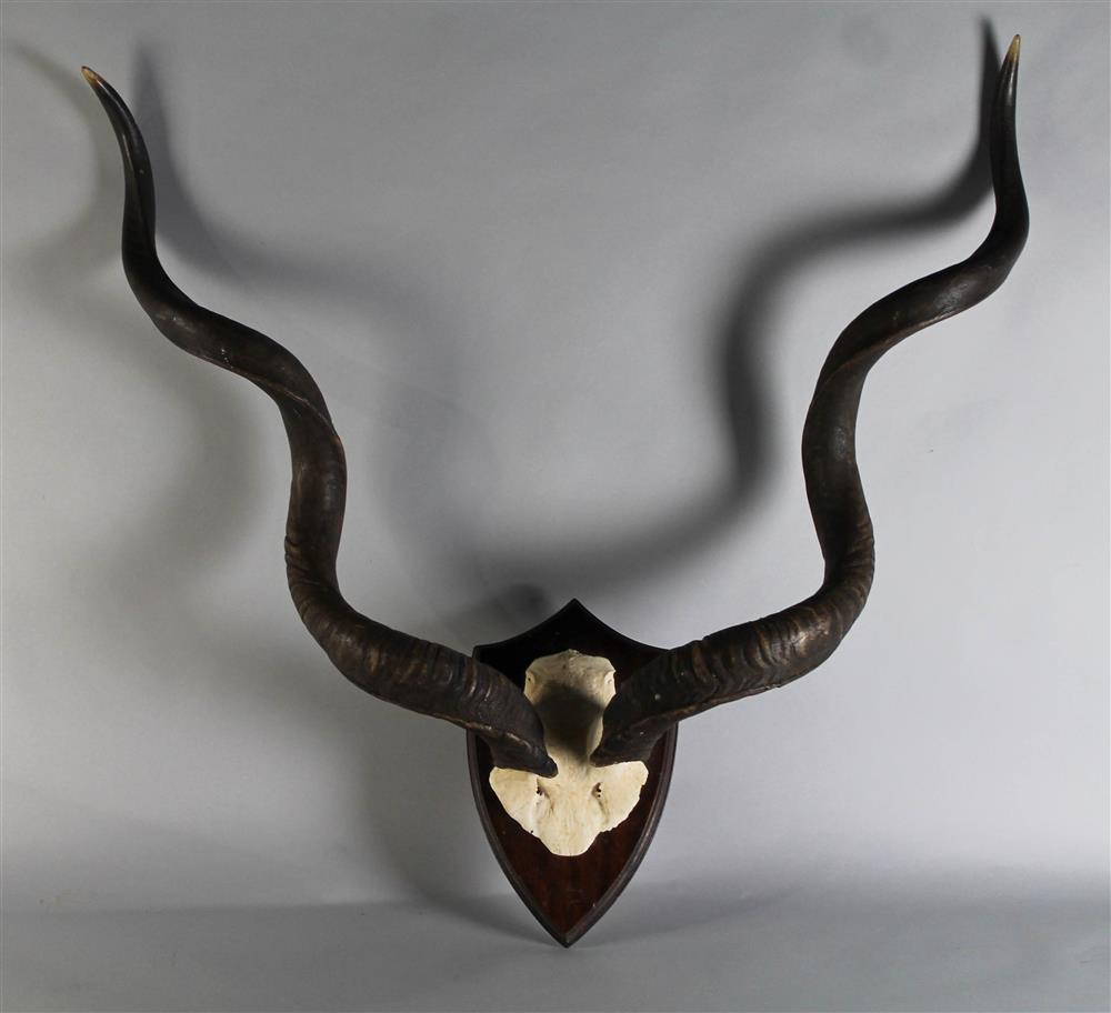 Appraisal: AFRICAN GREATER KUDU HORNS PART SKULL WALL MOUNT TROPHY the