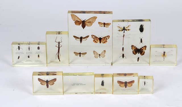 Appraisal: A GROUP OF TEN VARIOUS RESIN PAPERWEIGHTS containing insects to