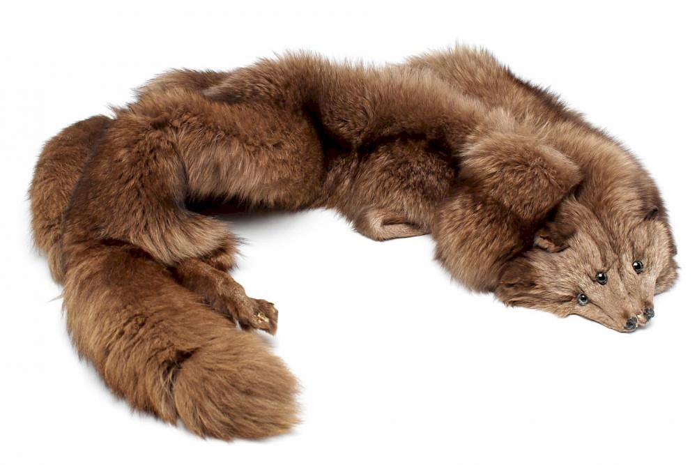 Appraisal: Vintage Fox Fur Stole Pelts in Brown Vintage fur stole