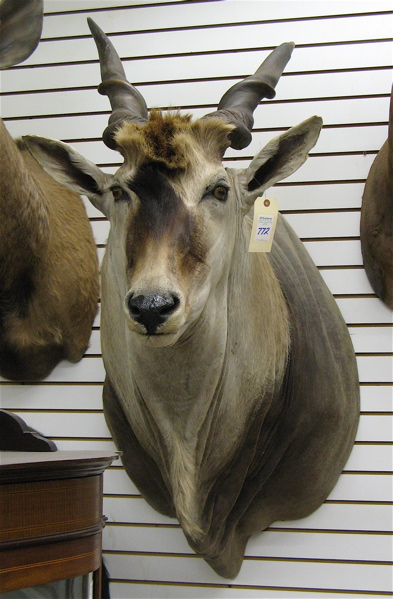 Appraisal: AFRICAN GIANT ELAND tragelaphus oryx trophy head and shoulder mount