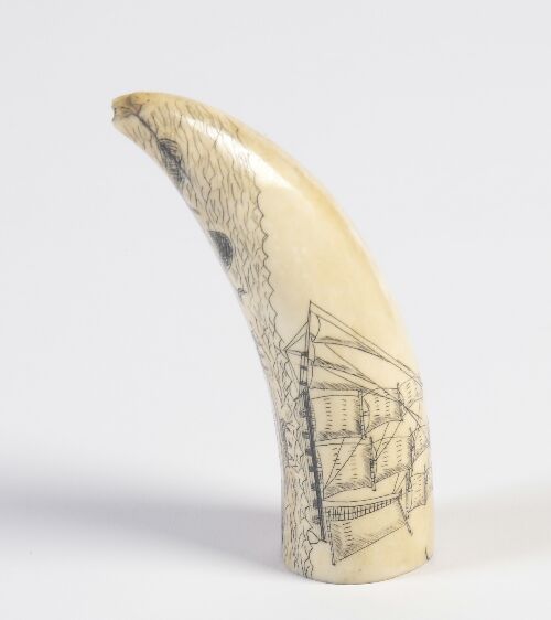 Appraisal: A scrimshaw whale's tooth engraved with a whaler chasing whales