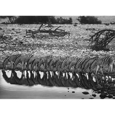 Appraisal: Sebasti o Salgado Brazilian b Zebras Namibia Gelatin silver print