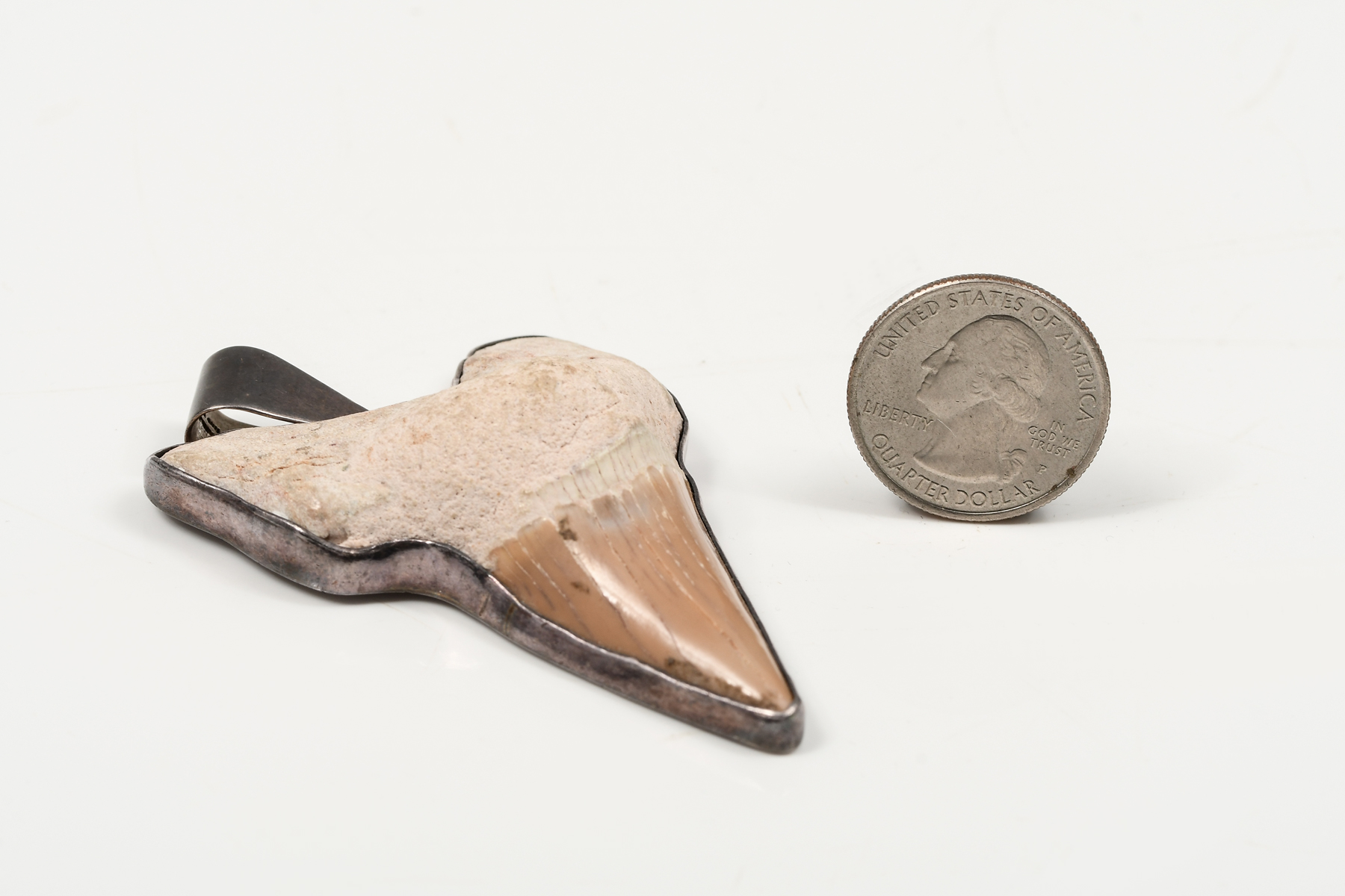 Appraisal: LARGE FOSSILIZED SHARK TOOTH MOUNTED IN STERLING AS A PENDANT