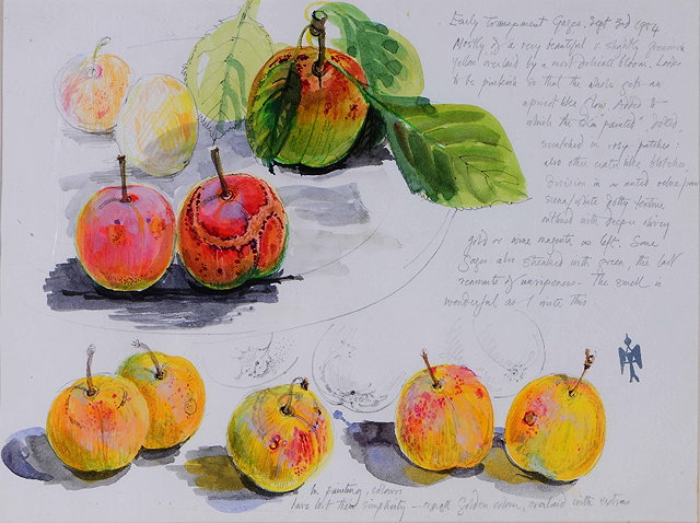 Appraisal: Alison Taylor British - Five still life studies of fruit