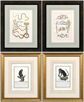 Appraisal: Four engravings two hand colored engravings of monkeys by Jacob