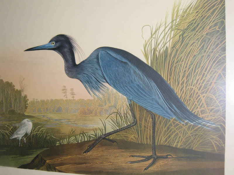 Appraisal: AFTER JOHN JAMES AUDUBON American - Plate CCCVII BLUE CRANE