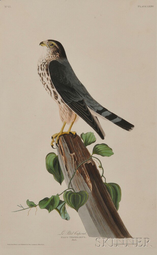 Appraisal: Audubon John James - Le Petit Caporal Plate LXXV from