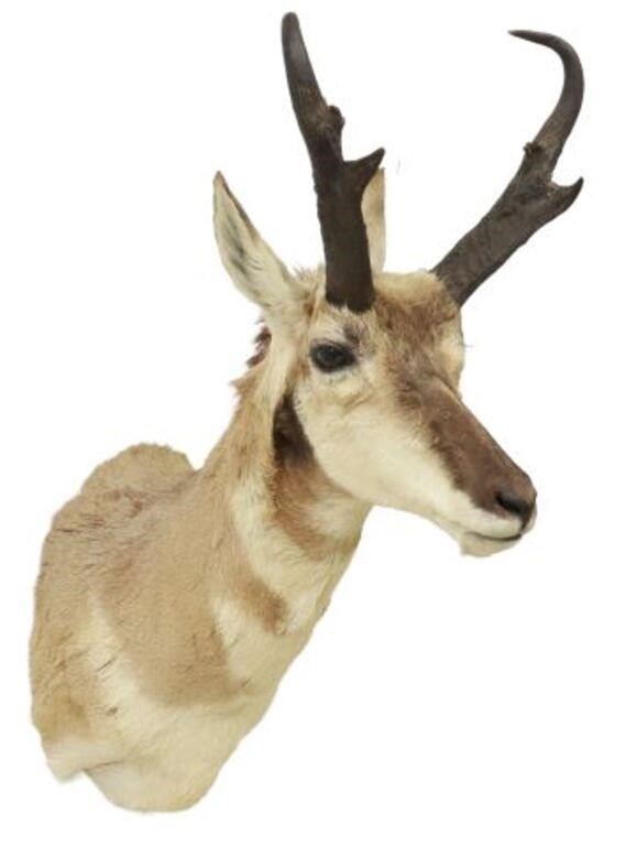 Appraisal: Taxidermy American Pronghorn Antelope shoulder mount approx h w d