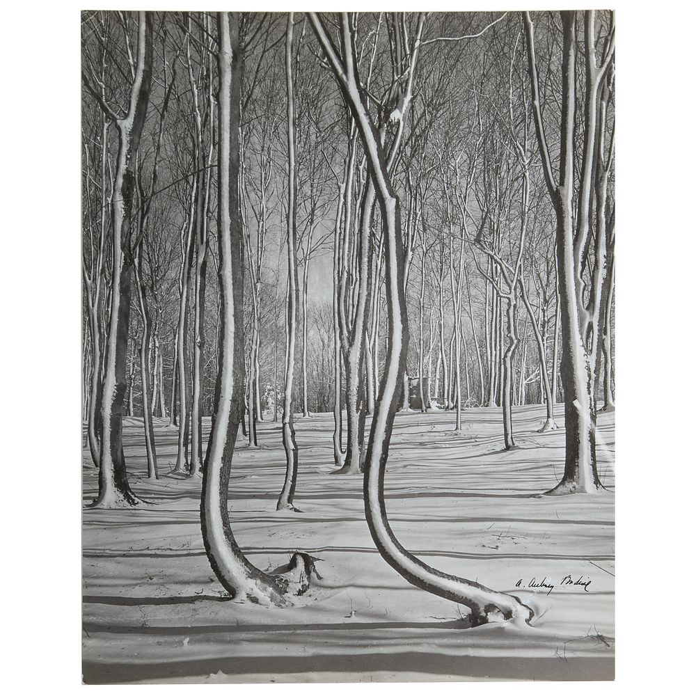 Appraisal: A Aubrey Bodine Crooked Trees American - Gelatin silver print