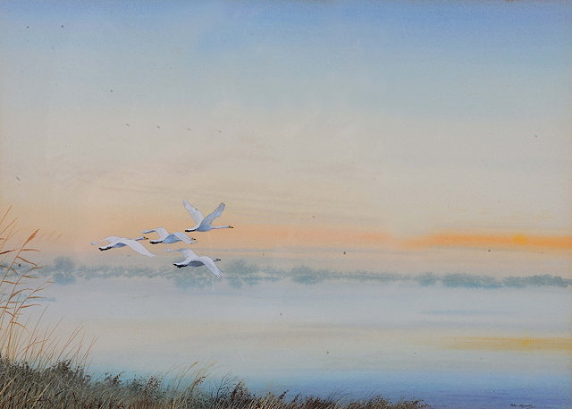 Appraisal: PETER HAYMAN b Whooper Swans in flight signed watercolour x