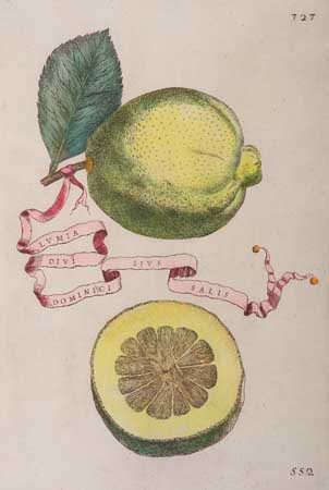 Appraisal: BOTANICAL--FRUIT Ferrari Giovanni Battista Group of hand-colored engraved plates picturing