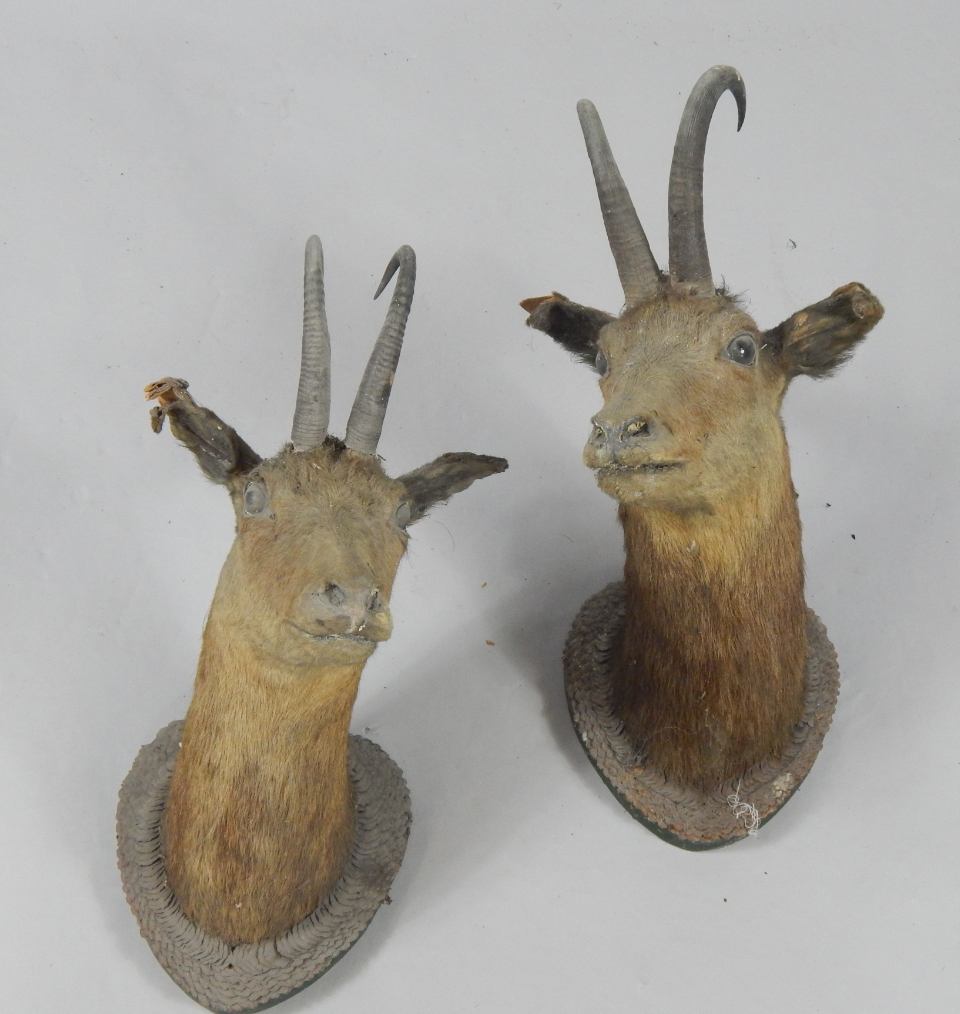 Appraisal: Taxidermy a pair of chamois heads one facing left the