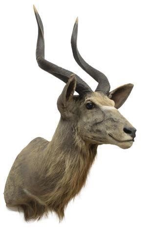 Appraisal: Taxidermy African Nyala antelope approx h w d