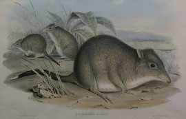 Appraisal: Gould John Hypsiprymnus Apicalis Tasmanian Rat Kangaroo col lithograph plate