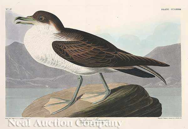 Appraisal: John James Audubon American - Wandering Shearwater Plate hand-colored engraving