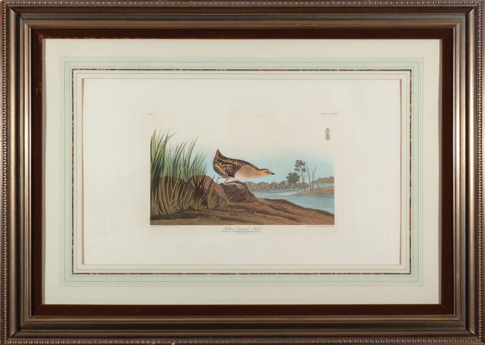 Appraisal: John James Audubon American - Yellow-breasted Rail Plate CCXXIX hand-colored