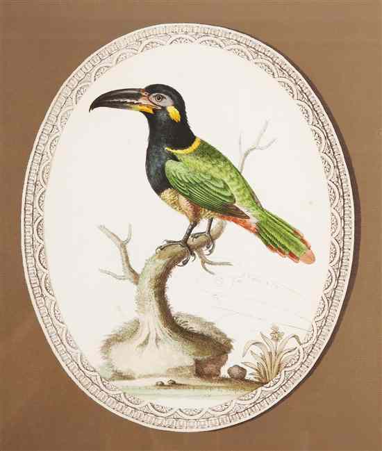 Appraisal: A Set of Three Ornithological Prints after George Edward each