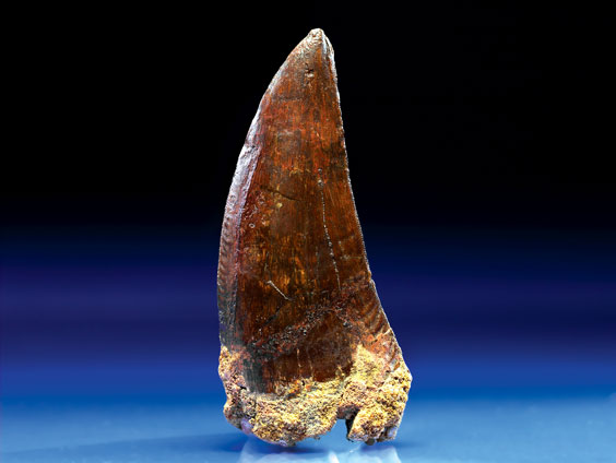 Appraisal: LARGE THEROPOD TOOTH Carcharodontosaurus saharicus Cretaceous Kem-Kem Basin Taouz Morocco