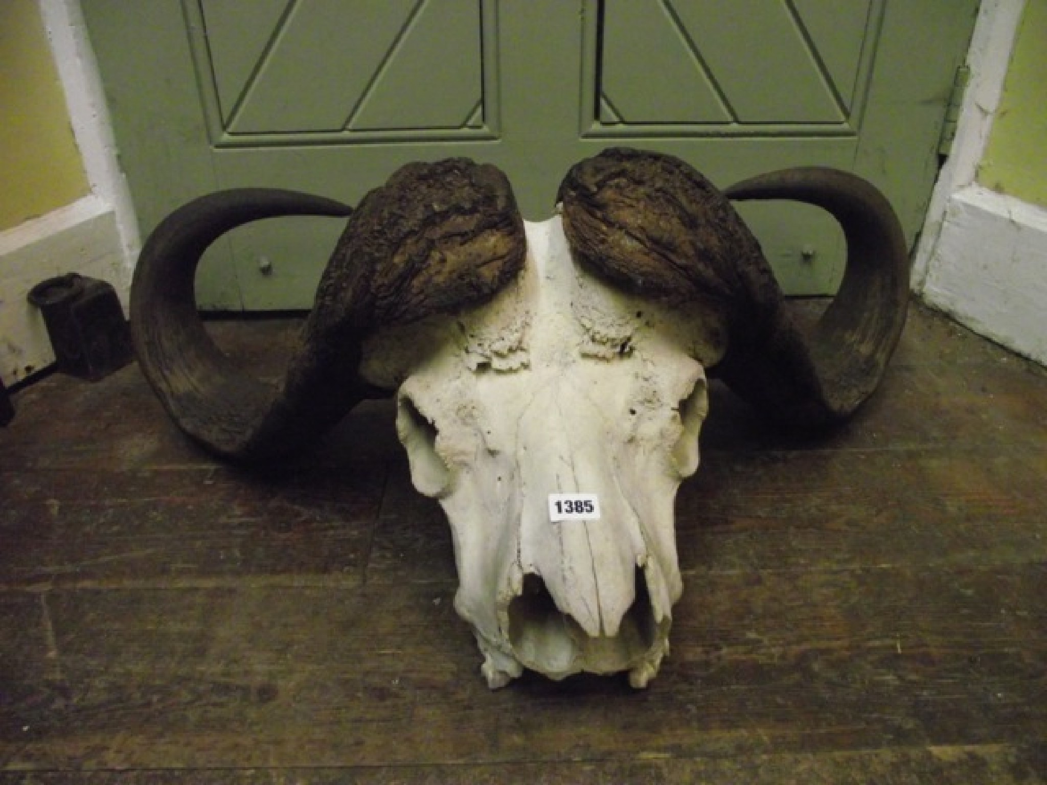 Appraisal: A bleached Cape buffalo skull with horns