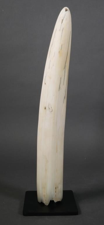 Appraisal: HIPPOPOTAMUS TUSK ON STANDLarge long complete hippo tooth on custom