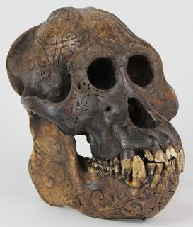 Appraisal: Dayak primate trophy skull Dayak primate trophy skull possibly an