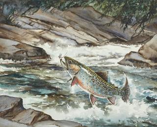 Appraisal: William J Schaldach - Leaping Brook Troutsigned Wm J Schaldach