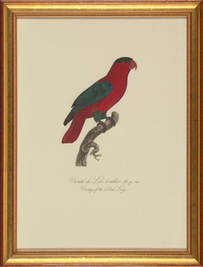 Appraisal: After Francois Levaillant French - Parrots pair of limited edition