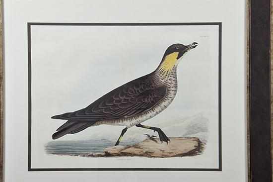 Appraisal: Prideaux John Selby after British - TWO WORKS KITTIWAKE and