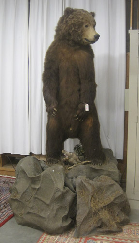 Appraisal: LARGE ALASKAN BROWN BEAR TAXIDERMY MOUNT a full body mount