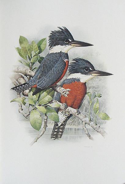 Appraisal: FORSHAW JOSEPH MICHAEL amp WILLIAM T COOPER Kingfishers and Related