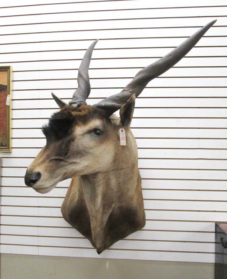 Appraisal: AN AFRICAN TAXIDERMY MOUNT Livingston's Eland Angola a large head