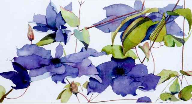 Appraisal: KAY ELLIOT TH CENTURY Study of purple clematis signed lower