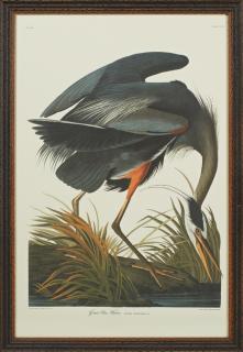 Appraisal: John James Audubon - Great Blue Heron No Plate Amsterdam