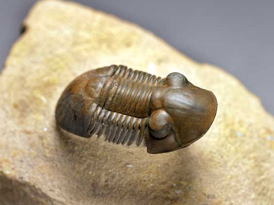 Appraisal: A NEW SCUTELLID TRILOBITE Paralejurus n sp Devonian approx -