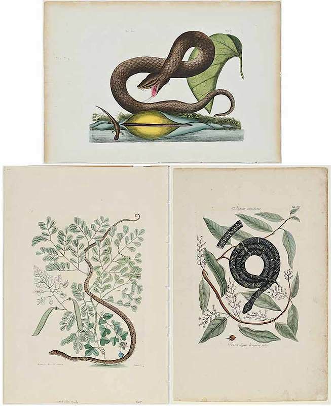 Appraisal: Mark Catesby British - Three Snake plates T Vipera Fusca