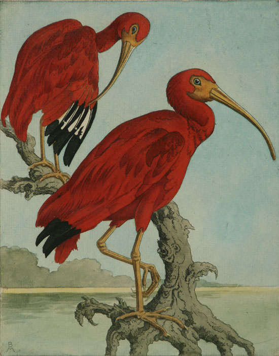 Appraisal: Benson Bond Moore American - Scarlet Ibises and Sapsucker Two